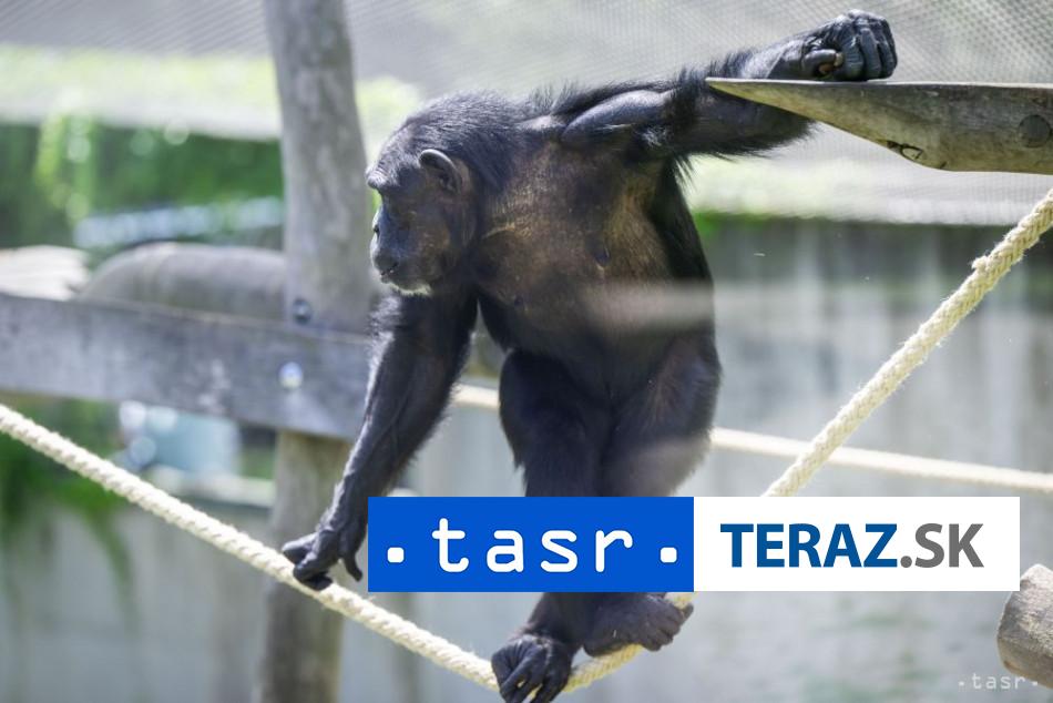 Bratislavska zoo si pripomenie Svetovy den simpanzov