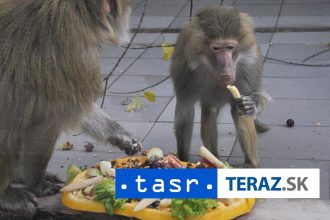 Zoo utratila 12 pavianov kvoli premnozeniu aktivisti vtrhli dnu