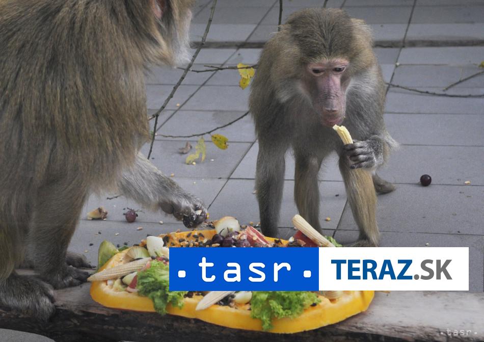 Zoo utratila 12 pavianov kvoli premnozeniu aktivisti vtrhli dnu