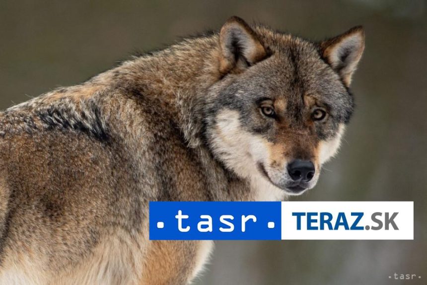 Holandsko apeluje na verejnost Vyhybajte sa lesom v Utrechte