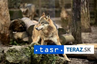 Vedci skumali spravanie vlkov Toto o nich zistili