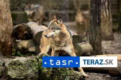 Vedci skumali spravanie vlkov Toto o nich zistili
