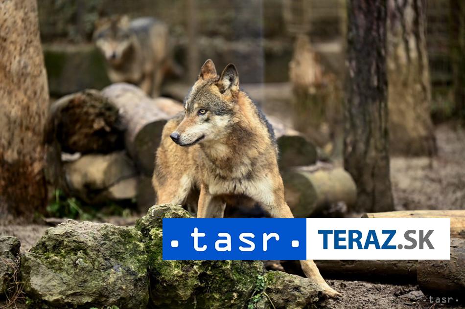Vedci skumali spravanie vlkov Toto o nich zistili