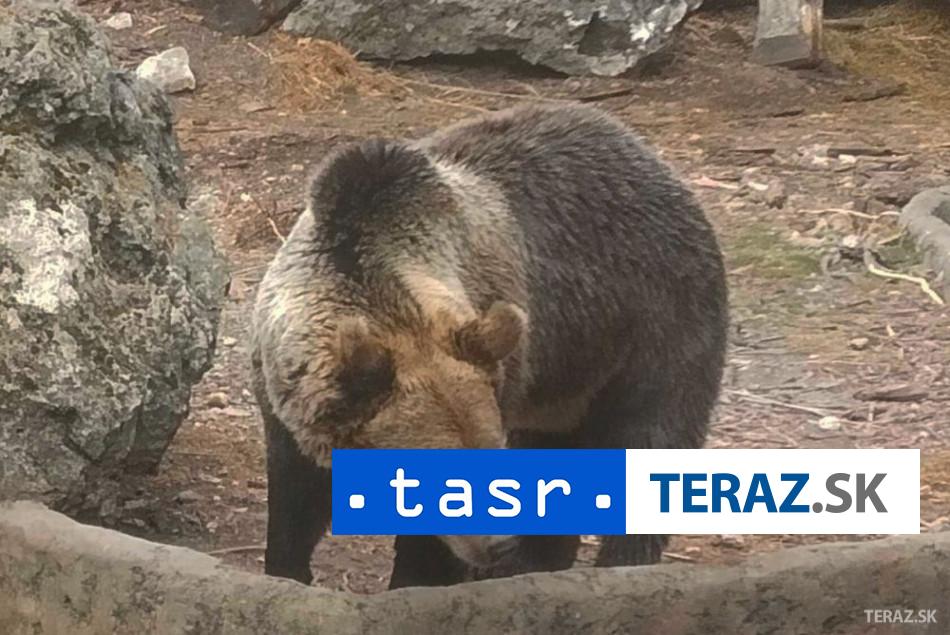 Muz sa ocitol v nemocnici po toku medvedice