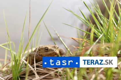 Objavili novy druh zaby v Peru ktora nosi svoje vajicka na chrbte