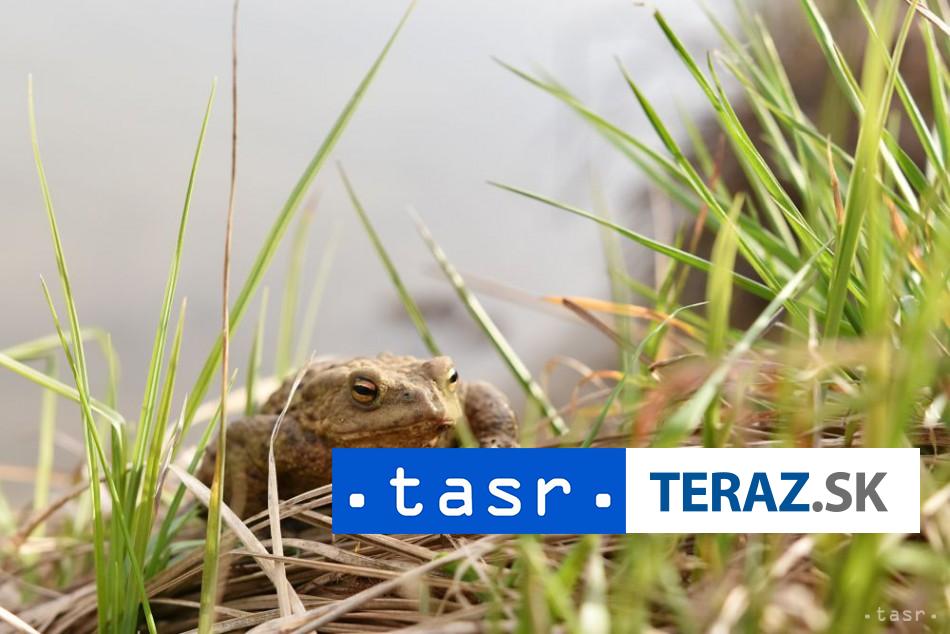 Objavili novy druh zaby v Peru ktora nosi svoje vajicka na chrbte