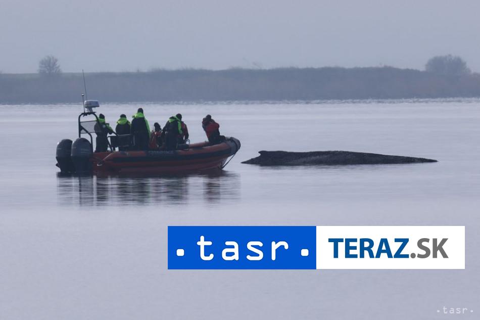 Vraskavec uviazntuty pri pobrezi Baltu je velmi vycerpany pravdepodobne uhynie