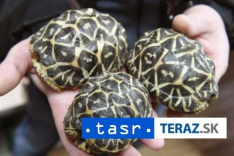 kuriozita na letisku zatkla zenu s 30 korytnackami prilepenymi na tele