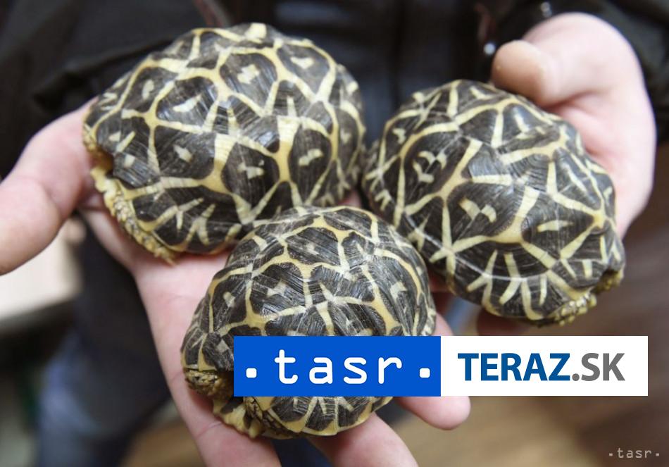 kuriozita na letisku zatkla zenu s 30 korytnackami prilepenymi na tele