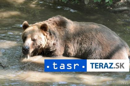 MEDVED V ZNAMOM SYSLIVISKU Zasahovy tim vyzyva na opatrnost